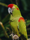 Red Fronted Macaw Portrait