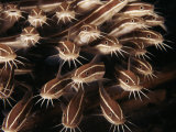 Shoal of Striped Catfish  Indo-Pacific