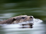European River Otter Swimming  Otterpark Aqualutra  Leeuwarden  Netherlands
