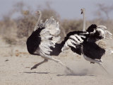 Two Male Ostriches Running During Dispute  Etosha National Park  Namibia