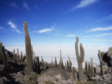 Cacti on Inkawasi Island  Salar De Uyuni  Uyuni Salt Flats  Bolivia  South America