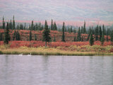 Trumpeter Swans (Cygnus Cygnus Buccinator) on Lake  Denali National Park  Alaska