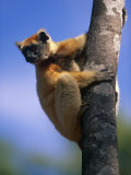 Golden Crowned Sifaka (Propithecus Tattersalli) Madagascar