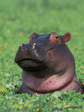 Hippopotamus Surrounded by Water Lettuce  Kruger National Park  South Africa