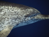 Head Profile of Atlantic Spotted Dolphin  Gulf of Mexico