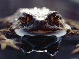 Common European Toad Female Portrait (Bufo Bufo) in Water  England