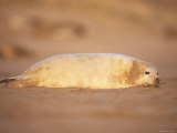 Grey Seal Pup  East Coast  UK