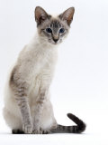 Domestic Cat  Young Tabby Point Siamese