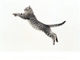 Domestic Cat  5-Month Silver Spotted Shorthair Male  Jumping at Full Stretch  Back Hollow