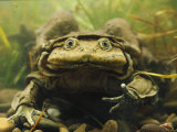Giant Titicaca Lake Frog  Lake Titicaca  Bolivia / Peru