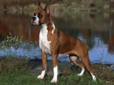 Boxer Dog  Illinois  USA