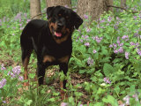 Rottweiler Dog in Woodland  USA
