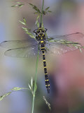 Golden-Ringed Dragonfly (Cordulegaster Boltonii) UK