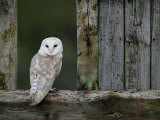 Barn Owl  in Old Farm Building Window  Scotland  UK Cairngorms National Park