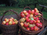 Baskets with Apples (Malus Domesticus) Europe
