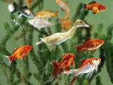 Duckling Swims Underwater Among Goldfish