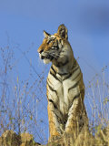 Tiger  Viewed from Below  Bandhavgarh National Park  India