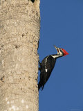 Pileated Woodpecker  Female at Nest Hole in Palm Tree  Fl  USA