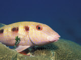 Spotted Goatfish  on Coral Caribbean Sea