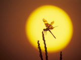 Haloween Pennant Dragonfly  Silhouette at Sunrise  Welder Wildlife Refuge  Sinton  Texas  USA
