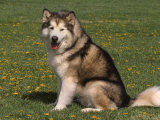 Alaskan Malamute Dog  USA