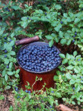 Bilberries on Shrub and in Pot (Vaccinium Myrtillus) Europe