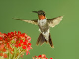 Ruby Throated Hummingbird Male Feeding on Kalanchoe Flower  New Braunfels  Texas  USA