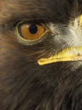 Golden Eagle (Aquila Chrysaetos) Close up of Eye  Cairngorms National Park  Scotland  UK