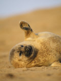 Grey Seal Pup 'Waving' Paw  England  UK