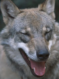 Grey Wolf Portrait  Czech Republic