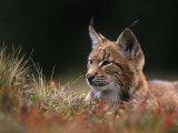 Young European Lynx Waking up Among Bilberry Plants  Sumava National Park  Bohemia  Czech Republic