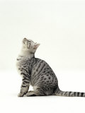Domestic Cat  5-Month Silver Spotted Shorthair Male  Sitting Looking Up  Back Hunched
