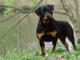 Rottweiler Dog in Woodland  USA