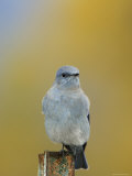 Mountain Bluebird  Male on Post  Grand Teton National Park  Wyoming  USA