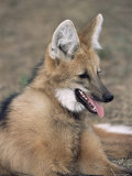 Maned Wolf  Argentina