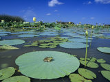 Bullfrog  Adult on American Lotus Lilypad  Welder Wildlife Refuge  Sinton  Texas  USA