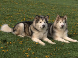 Two Alaskan Malamute Dogs  USA