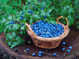 Blackthorn Berries on Shrub and in Basket (Prunus Spinosa) Europe