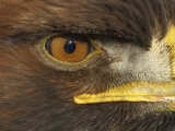 Golden Eagle Adult Portrait  Close up of Eye  Cairngorms National Park  Scotland  UK