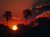 Palm Trees Silhouetted at Sunset  Okavango Delta  Botswana