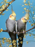 Two Cockatiels  Males (Nymphicus Hollandicus) Australia