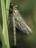 Migrant Hawker Dragonfly Just Emerged from Pupa  Cornwall  UK