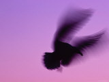 Herring Gull Flying  Norway