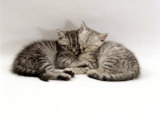Domestic Cat  Two 7-Week Sleeping Silver Tabby Kittens