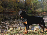 Rottweiler Dog  Illinois  USA