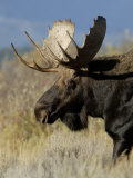 Moose (Alces Alces) Bull  Grand Teton National Park  Wyoming  USA