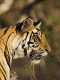 Tiger  Head Profile  Bandhavgarh National Park  India