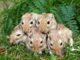 Dometic Gerbils (Meriones Unguiculatus)