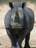 White Rhinoceros  Etosha National Park Namibia Southern Africa