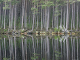 Pine Forest Reflections on Flat Calm Lochan  Cairngorms National Park  Scotland